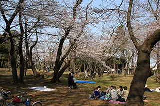 千葉公園の桜