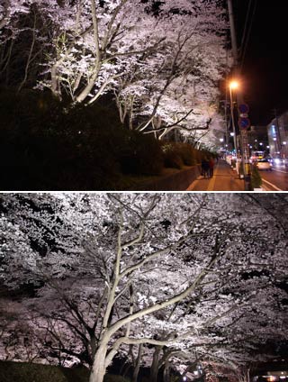 Yozakura at Kaiseizan Park