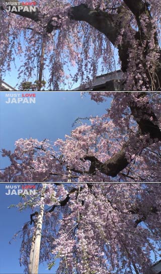 Otohimezakura