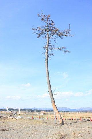 鹿島の一本松