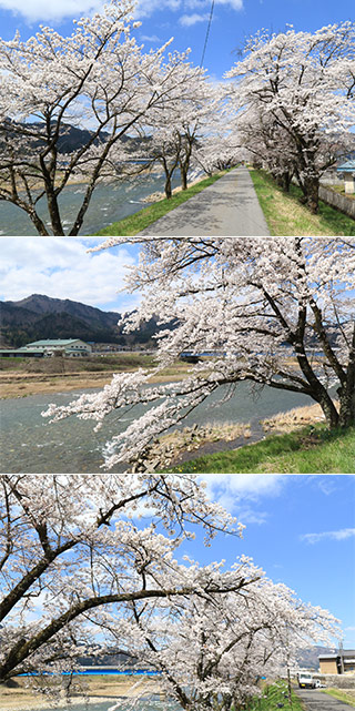 Gosho Sakura