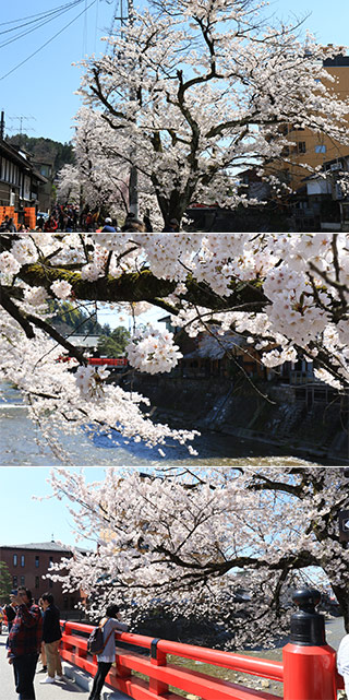 高山中橋の桜