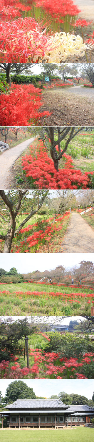 Tsutsujigaoka 2nd park