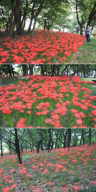 Mt.Ontake Shizennomori Park