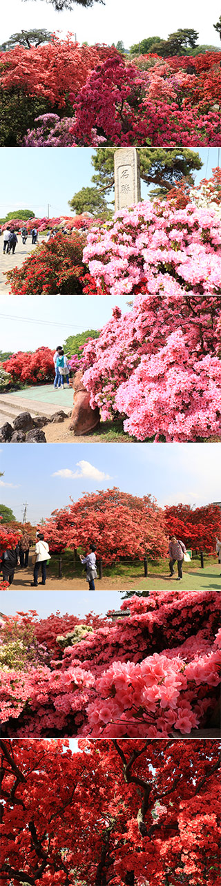 躑躅ヶ岡公園のツツジ