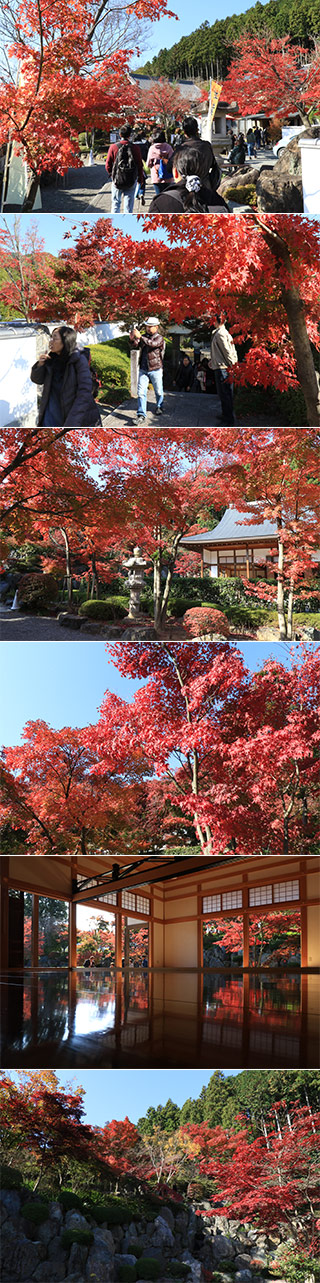 Koyo at Hotokuji Temple