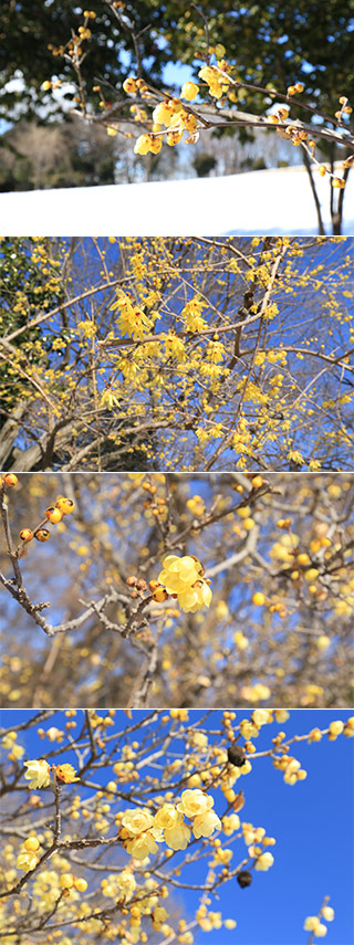 山上城址公園の蝋梅