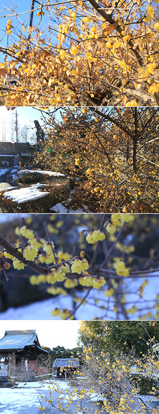 Wintersweets at Raiden Shrine