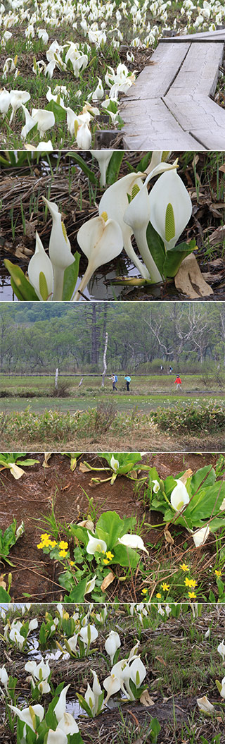 Skunk Cabbage at Oze