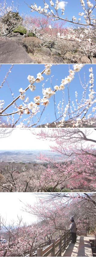 Tsukubasan Plum Garden