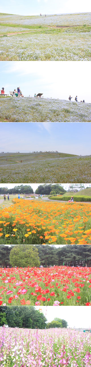 ひたち海浜公園