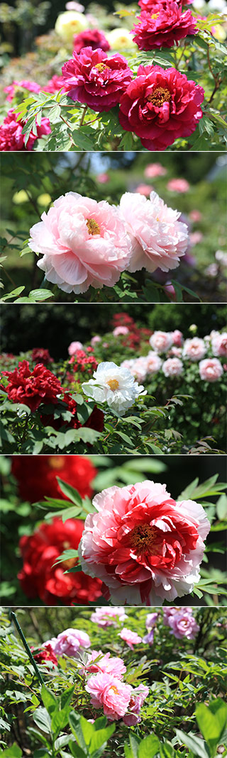 Tsukuba Peony Garden