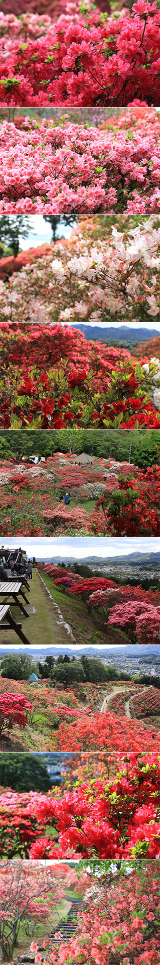 Kasama Tsutsuji Garden