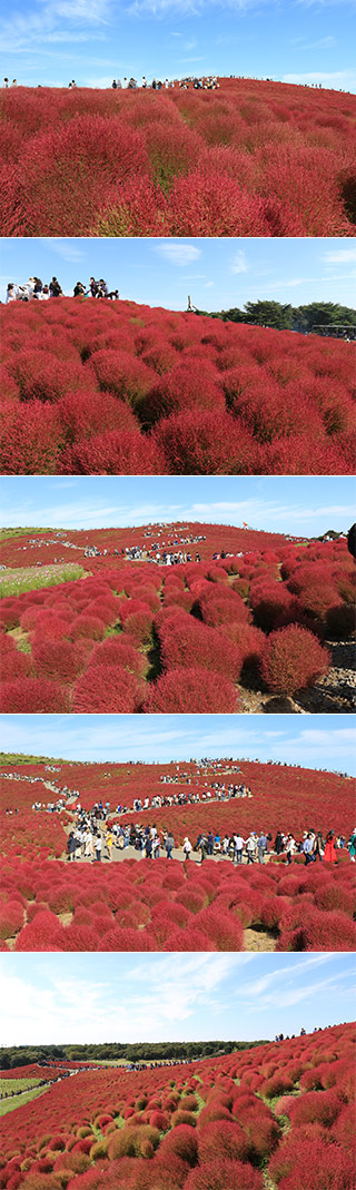 Mexican Firebush of Hitachi