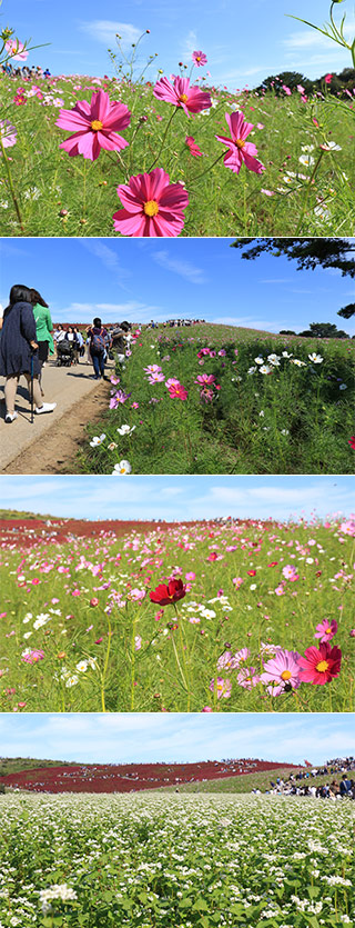 Cosmos at Hitachi Kaihin Park