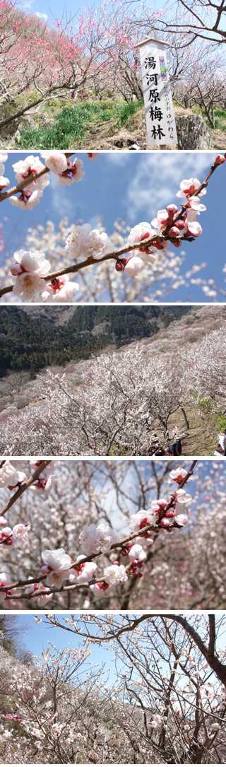 湯河原梅林