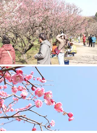 Negishi Forest Park