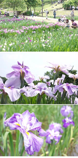 Yokosuka Iris Garden