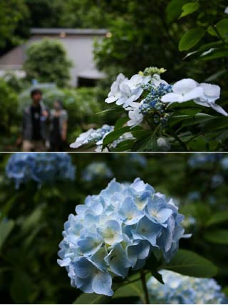 阿弥陀寺