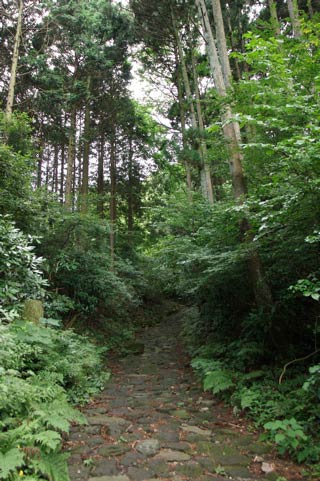 Hakone Old Road