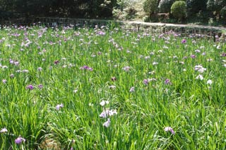 生田緑地 菖蒲池