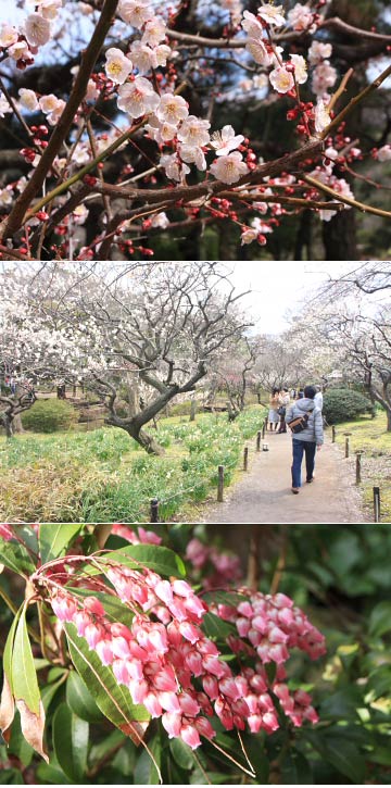 三渓園の梅