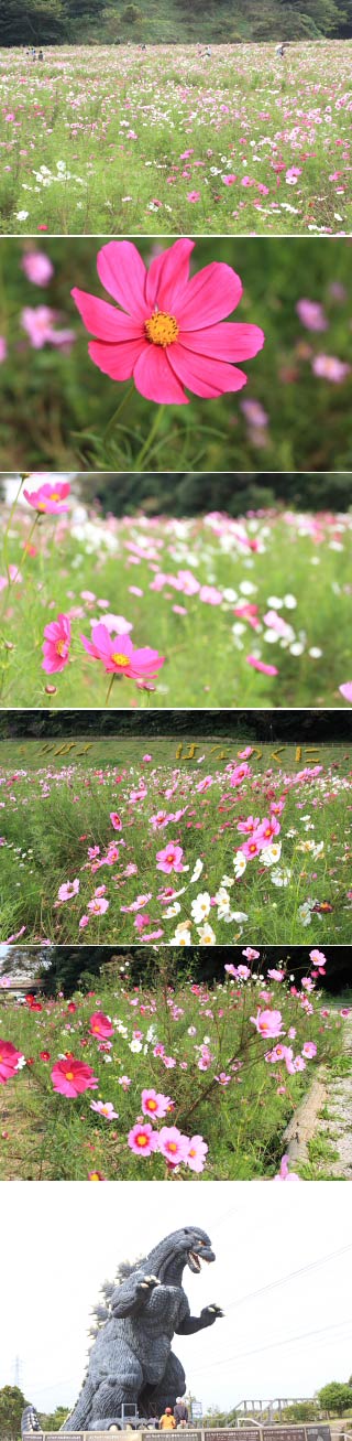 Kurihama Flower World