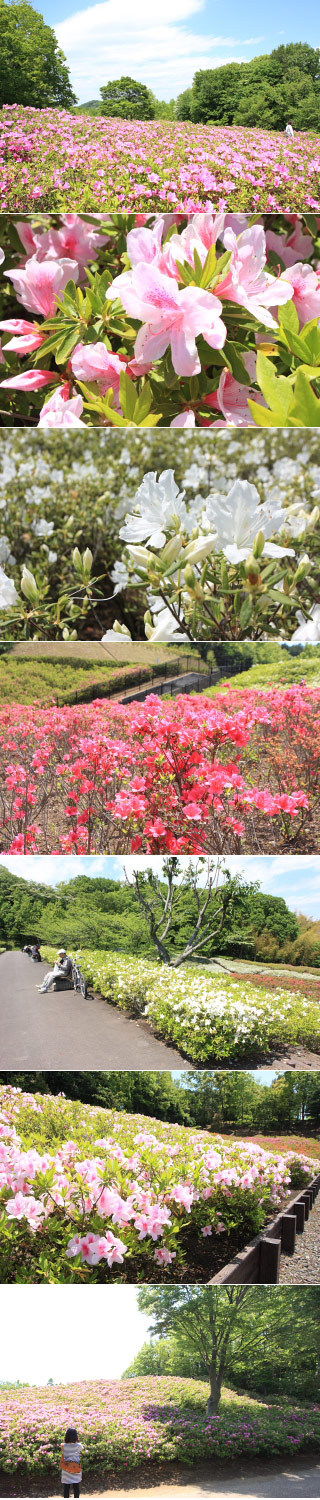 あつぎつつじヶ丘公園