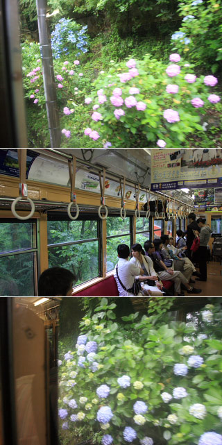 Ajisai along the Hakone Tozan Line