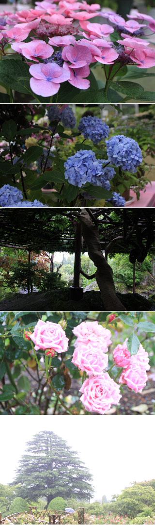 強羅公園のアジサイ　