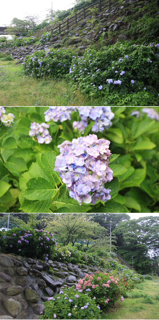 あじさい橋