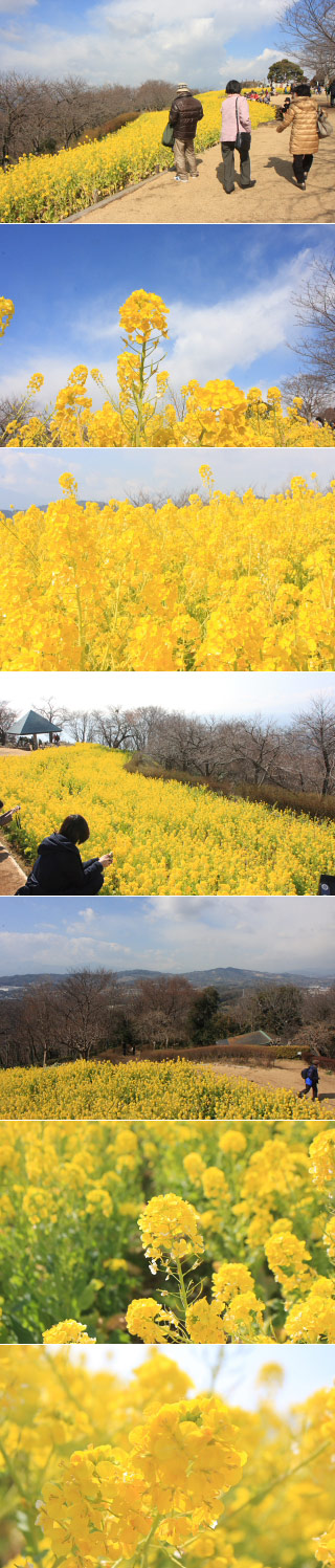 Rape Blossoms at Azumayama Park