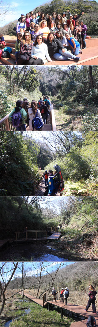 Koajiro Forest