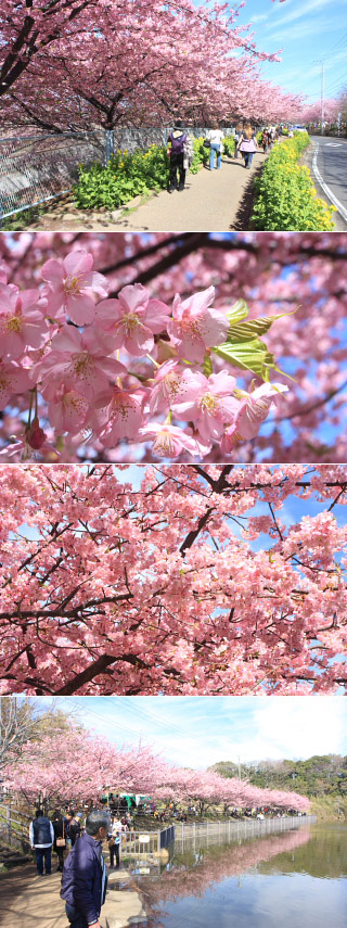 三浦海岸河津桜