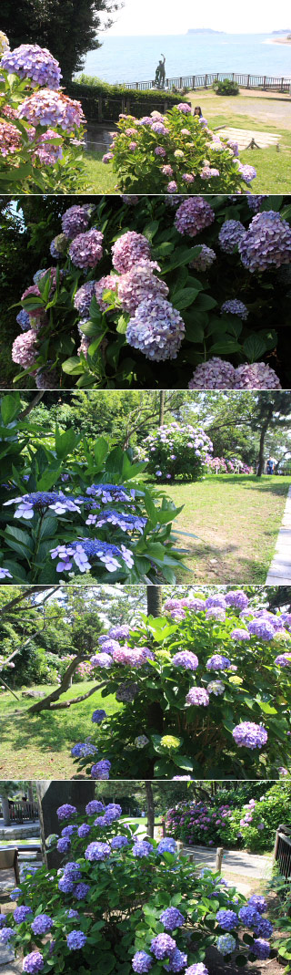 稲村ケ崎のあじさい