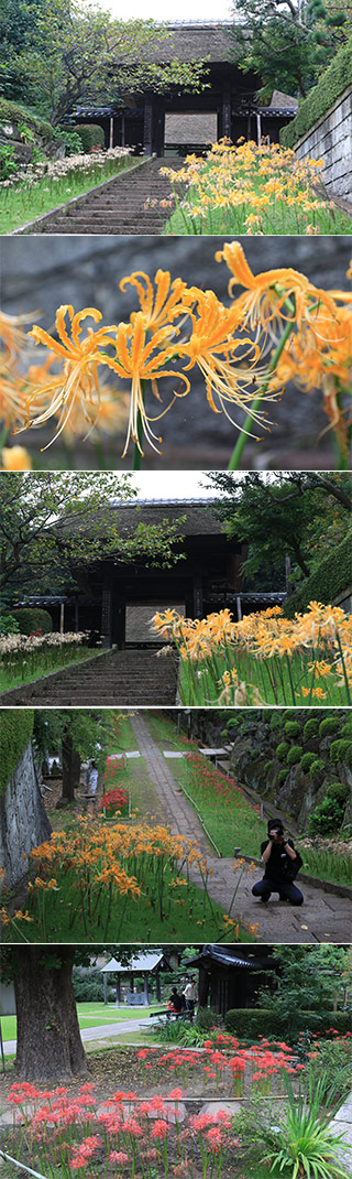 Spider Lily of Saihoji