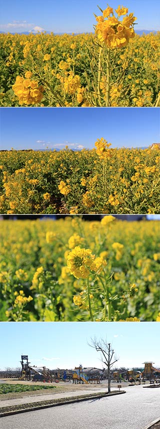 ソレイユの丘の菜の花