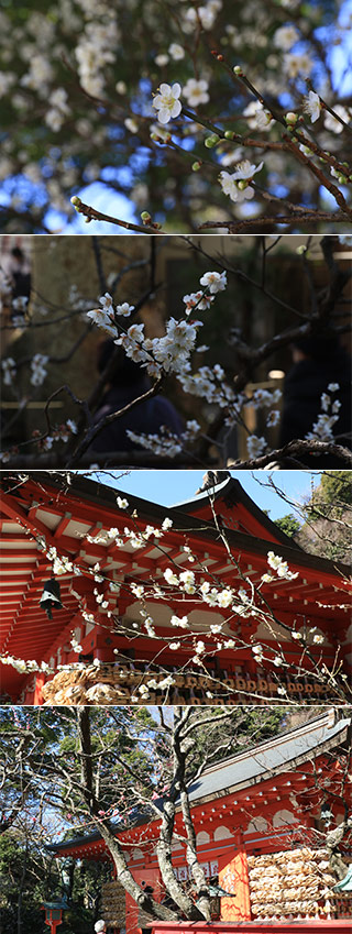 Plum at Egara Shrine