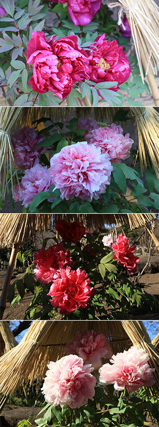 Sacred Peony Garden