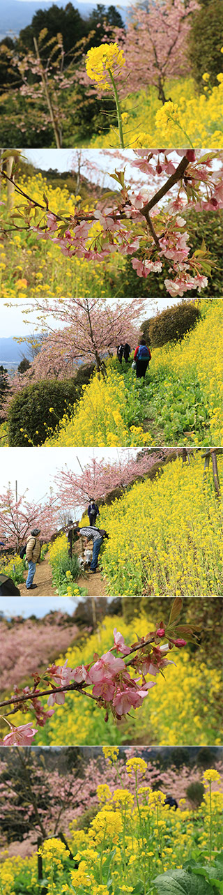 Aguri Flower Park