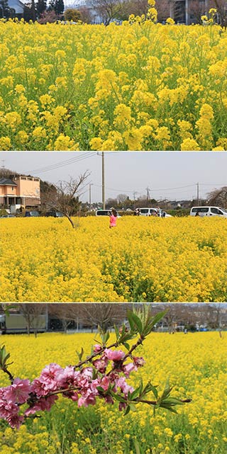 川和町菜の花