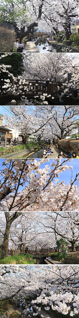 Sakura at Nikaryo Canal