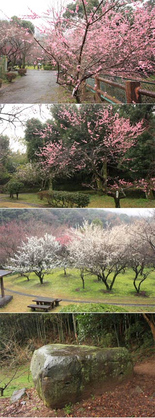 Taniozaki Bairin Park