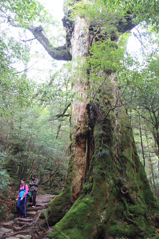 Nanahonsugi