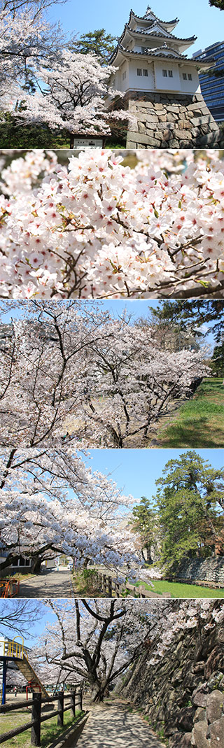 津城の桜