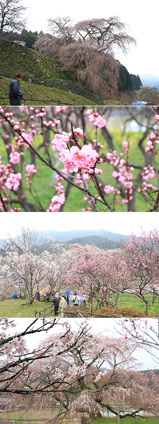 又兵衛桜