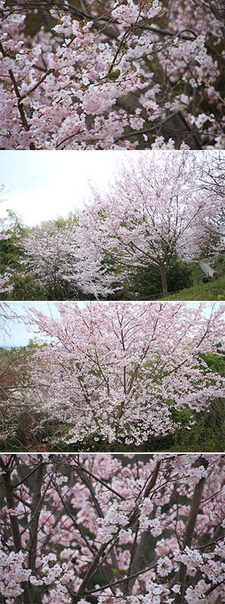 大美和の杜展望台の桜