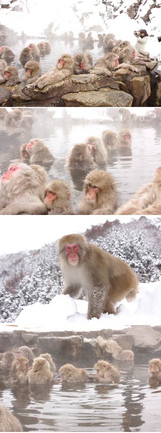 Jigokudani Monkey Park