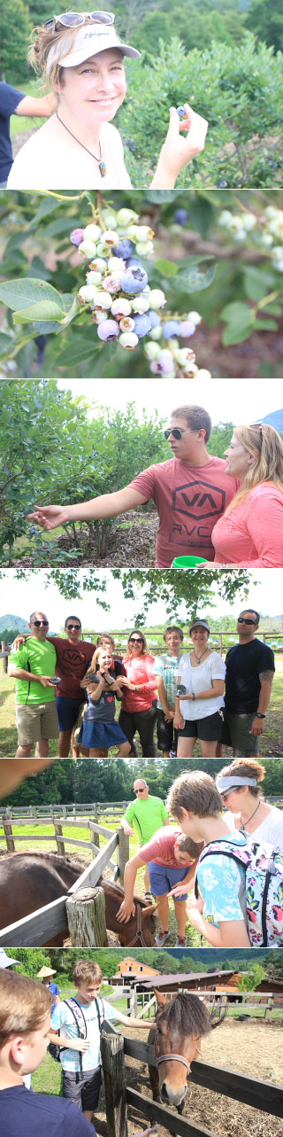 KAIDA Farm Blueberry Picking