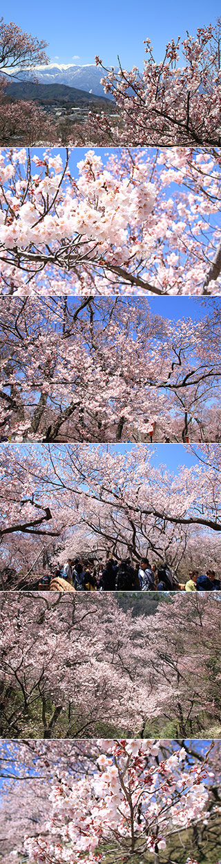 Sakura at Takato castle